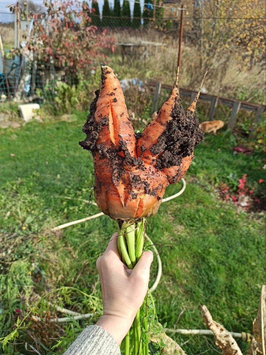 Много уродилось вот таких