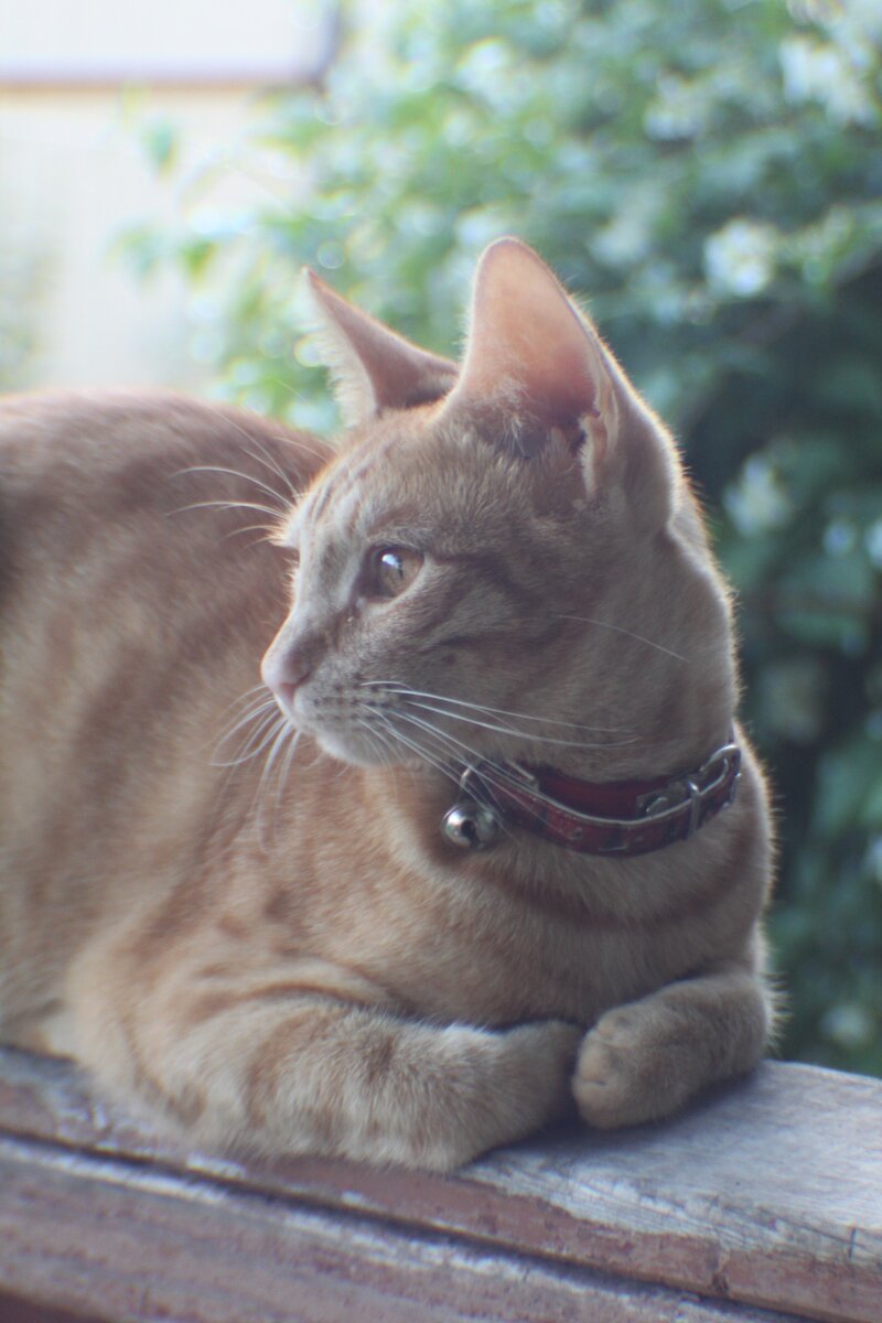 Вот тут и я в ошейнике. Это меня просто украсить хотели.