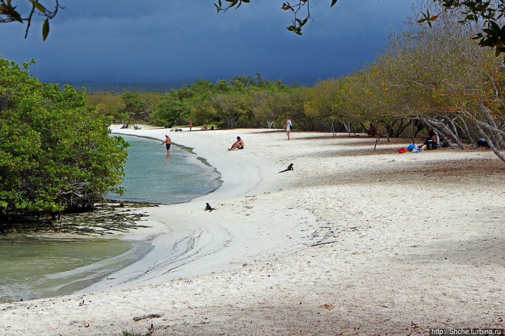 Tortuga bay эквадор