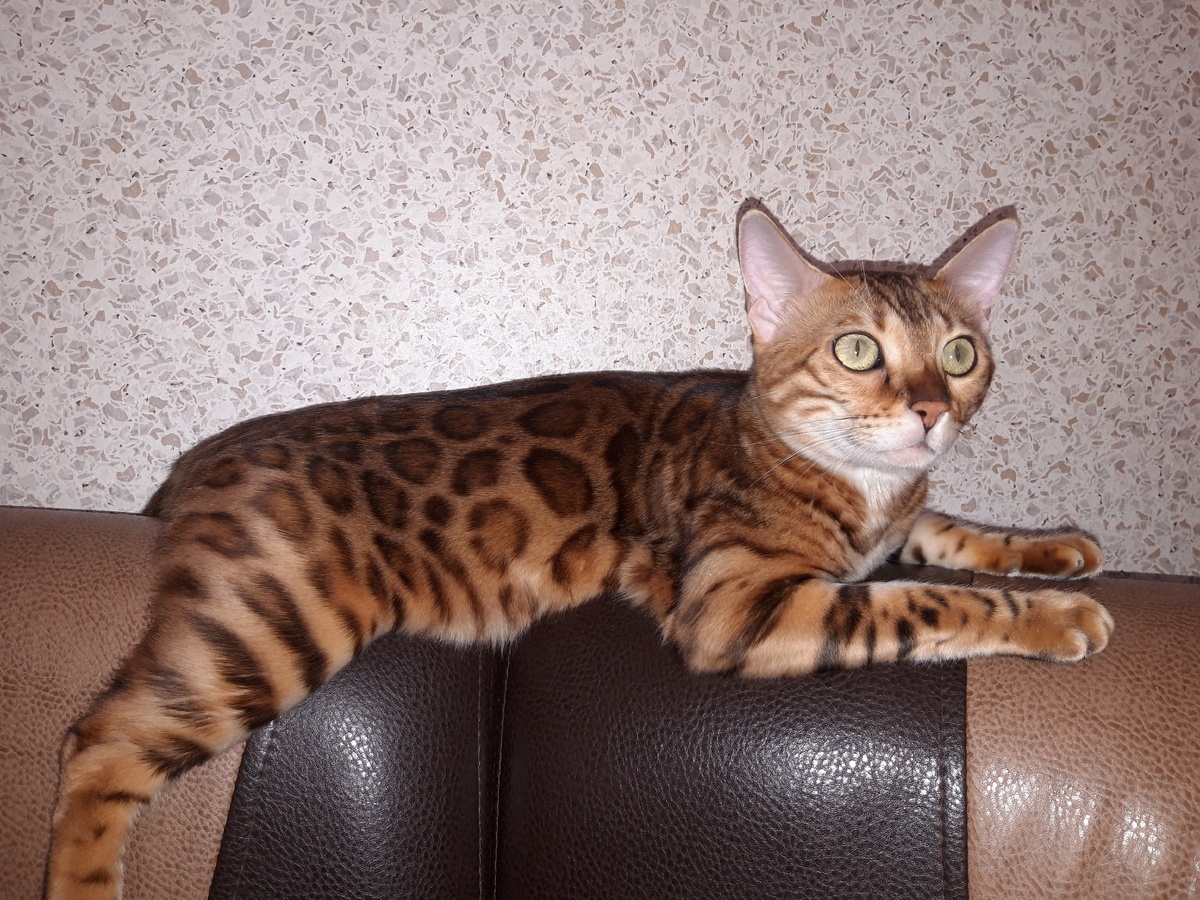 Леона очень ласковая,когда она этого хочет... В основном это тигрица.