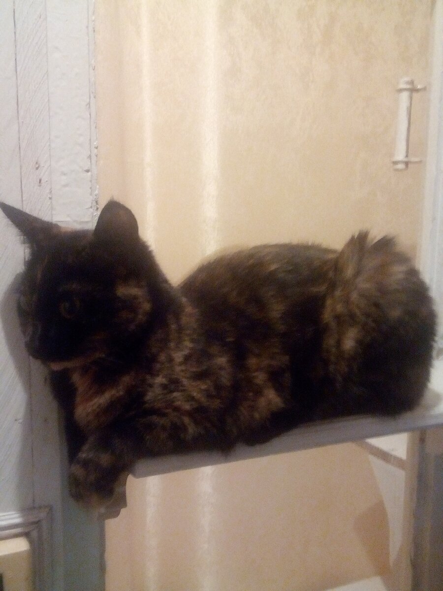 Моя красотка Керри