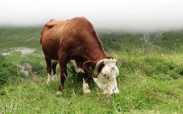  Острый или хронический фасциолез у крупного рогатого скота характеризуется нарушением работы пищеварительных органов, малокровием, сильными отеками.