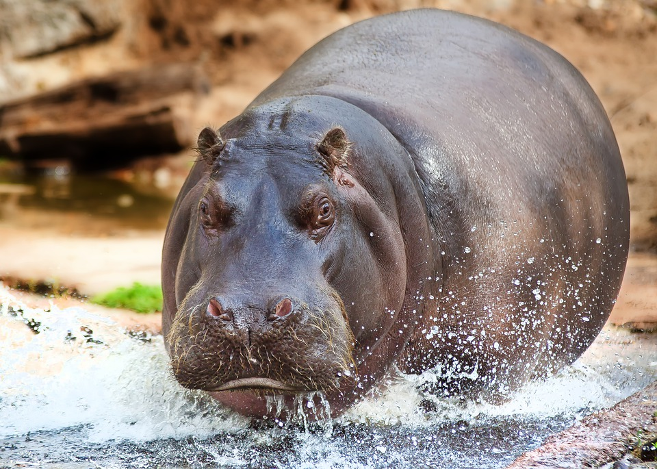 Самые опасные животные африка. Гиппопотам Hippopotamus amphibius. Нильский Бегемот. Бегемот Hippo. Обыкновенный Бегемот Африки.