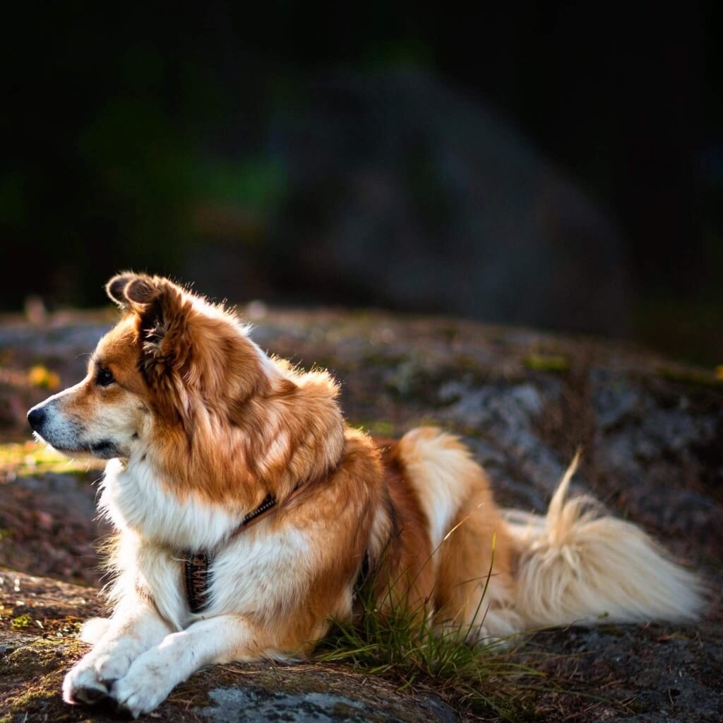 Предназначение исландской собаки