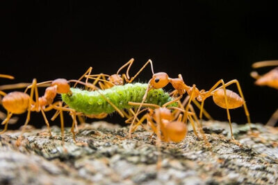 Муравьи нападают на гусеницу