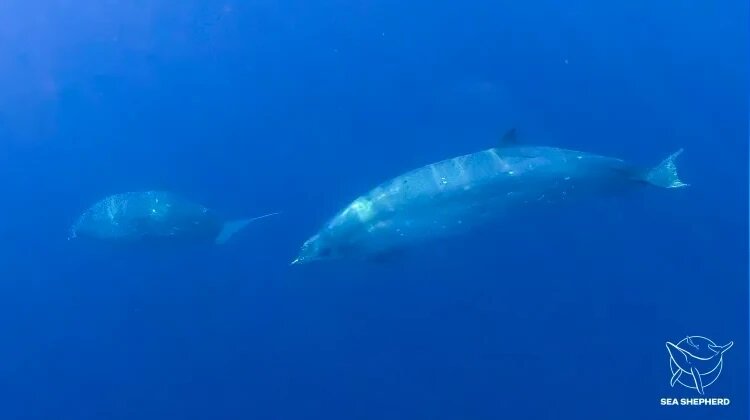 Источник: Sea Shepherd