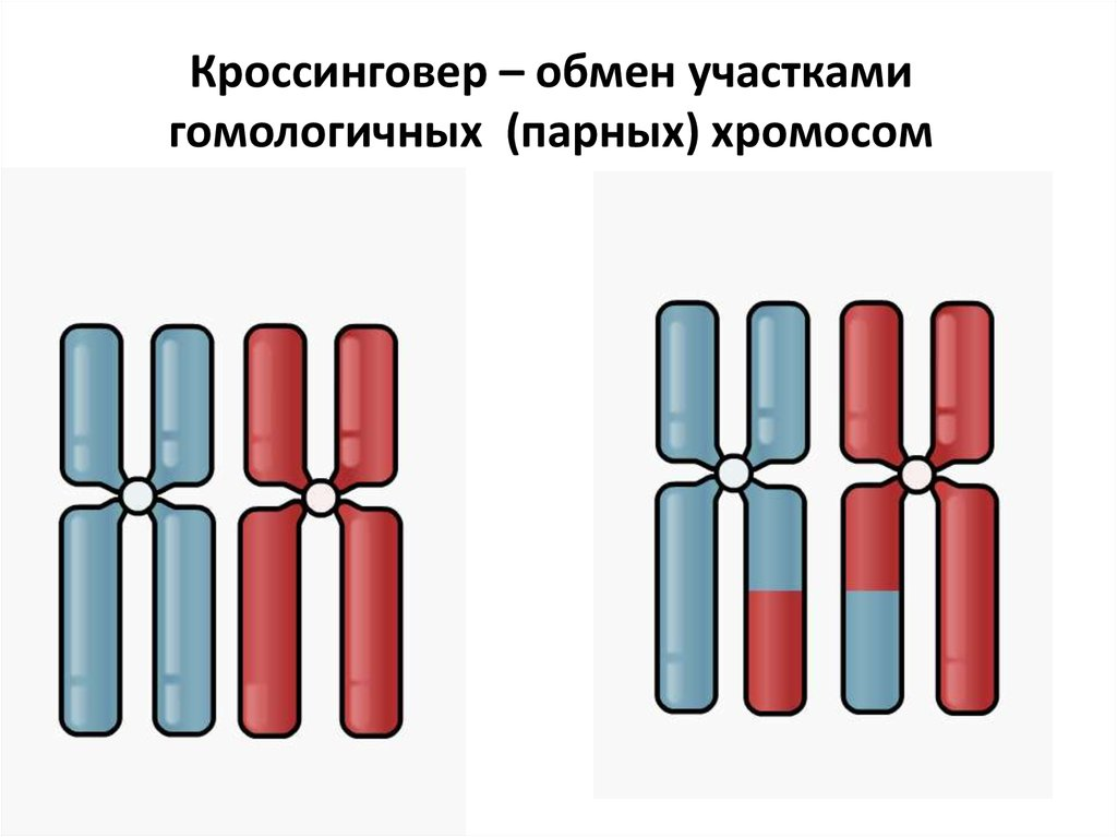 Почему породы собак так сильно отличаются друг от друга, а все кошки почти одинаковые?4