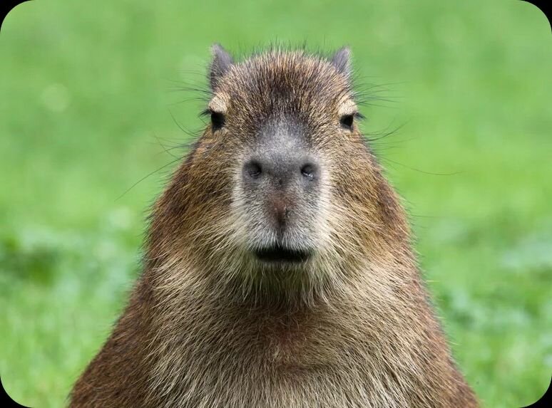 Фото в открытом доступе, взято из сети Яндекс