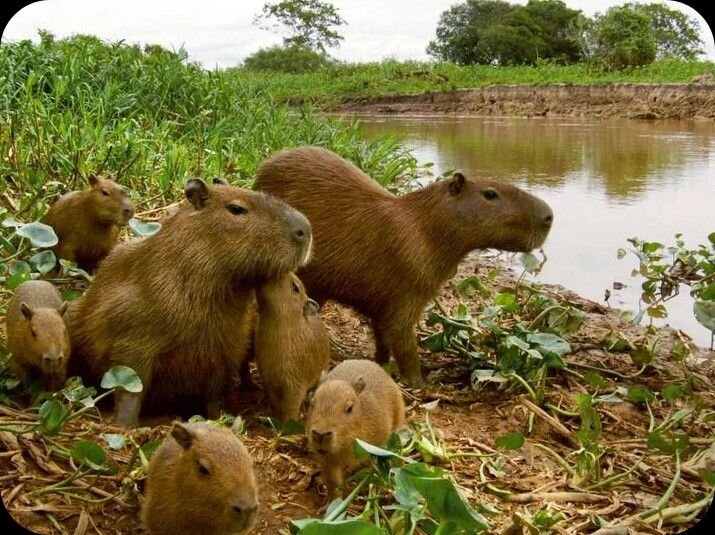 Фото в открытом доступе. Взято из сети Яндекс