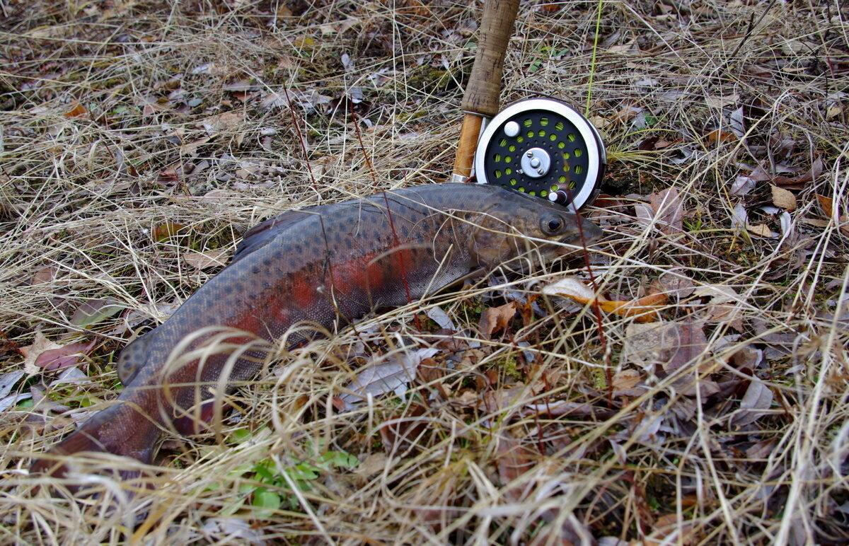 Ленок нахлыстом на сухую мушку.