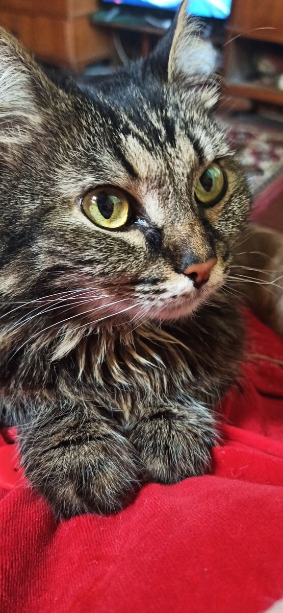 Дома всегда хорошо!