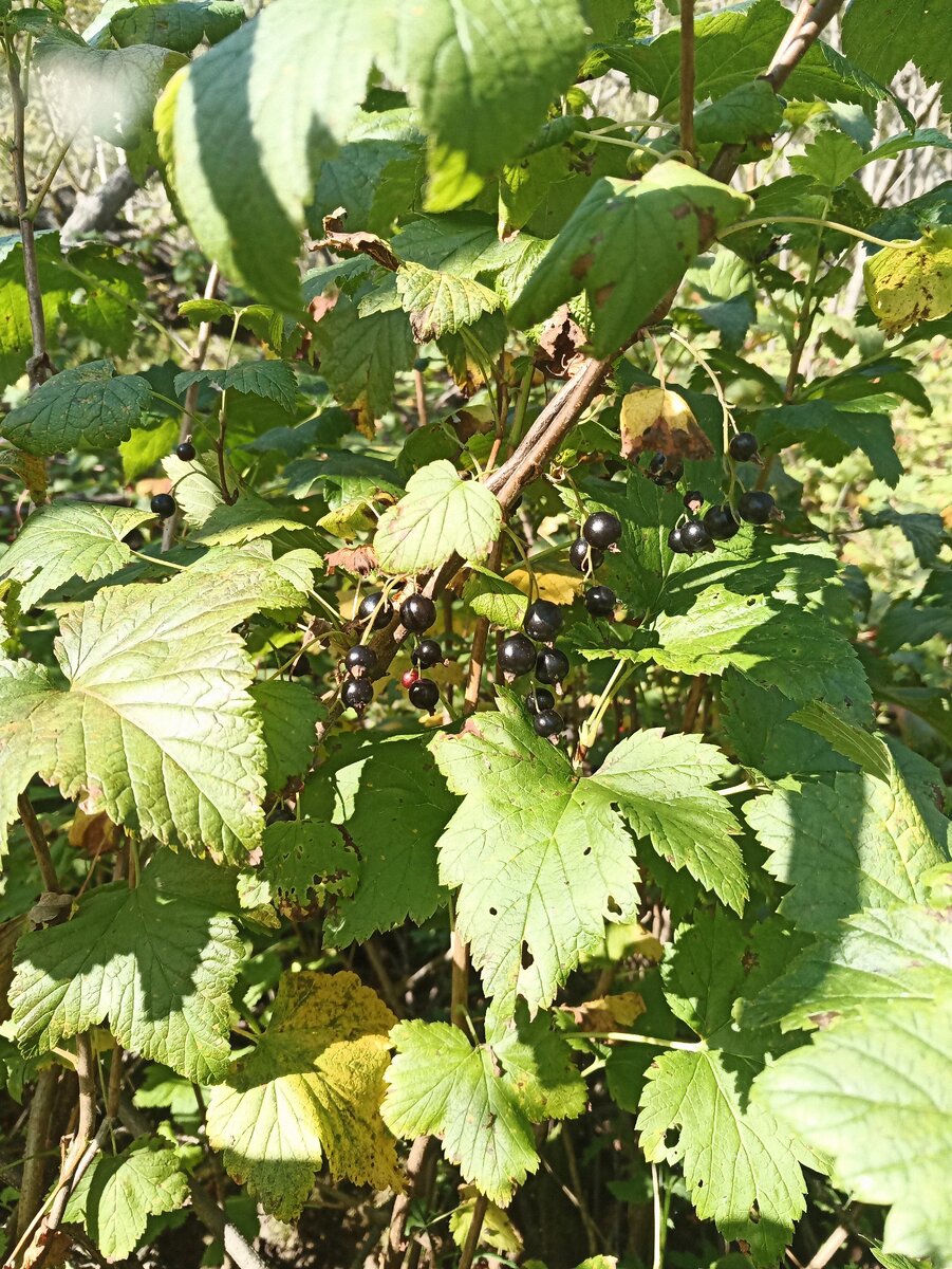 Черная смородина – одна из самых ароматных и доступных ягод. Она является настоящим кладезем витаминов.