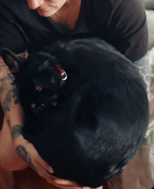 Собака-шар. Редкая порода. 