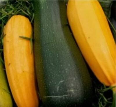 лучшие сорта кабачков