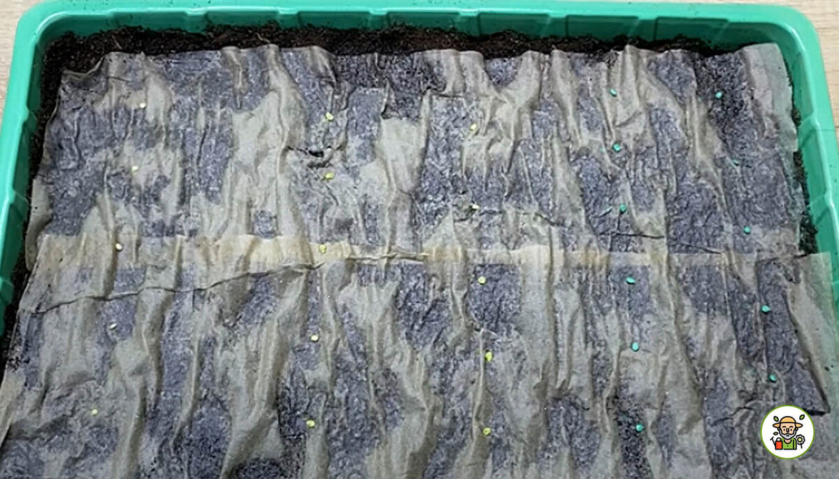 Посев семян томатов на туалетную бумагу