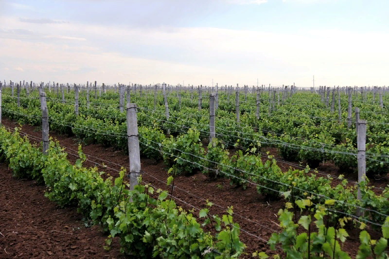 весенние надежды "Покровской"