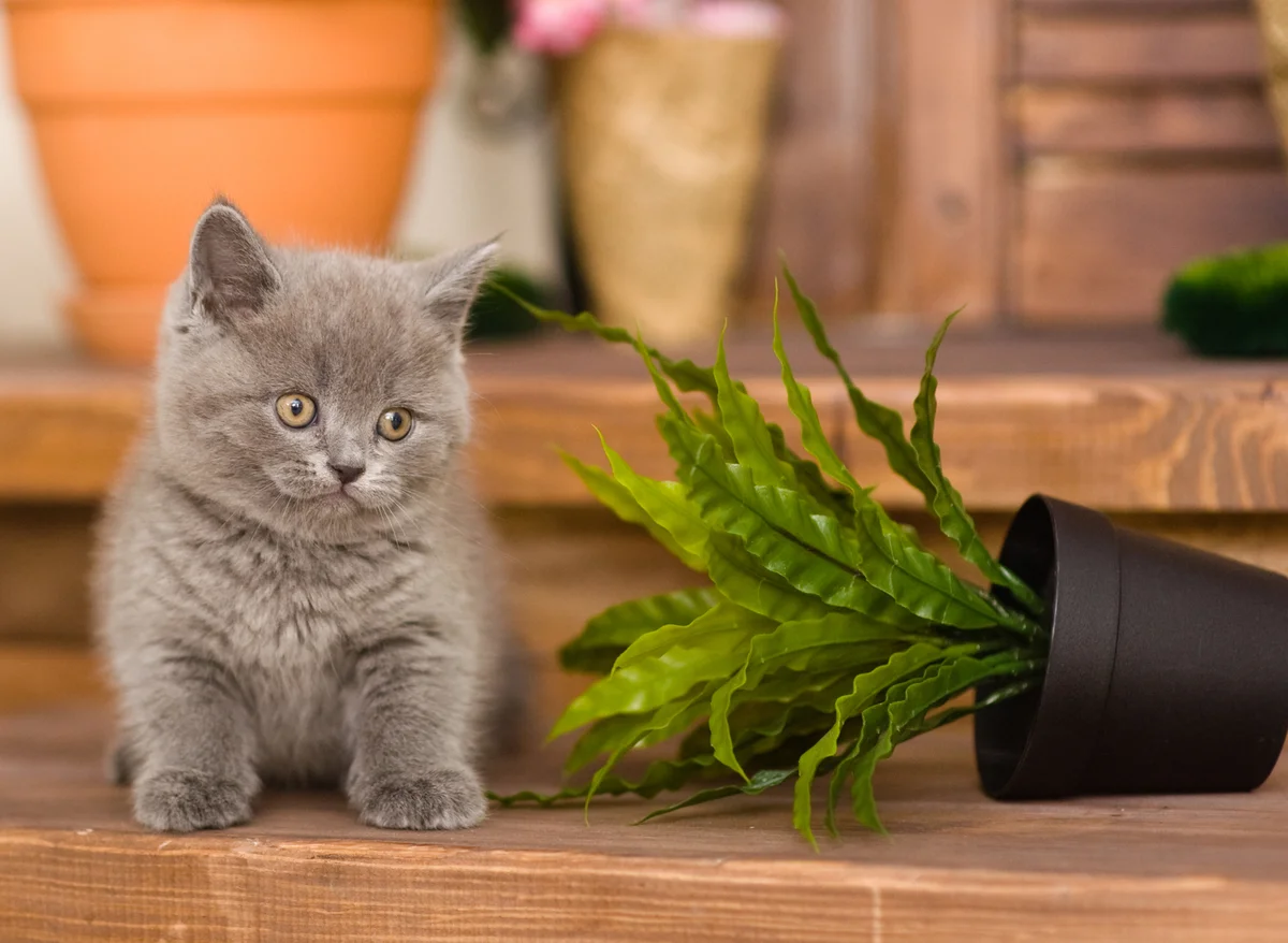 Кошки и комнатные растения. Коты и комнатные цветы. Кошка и домашние растения. Британские котята. Кошка съела тюльпан