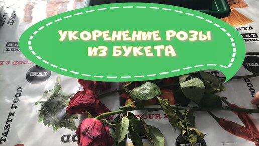 Укоренение розы из букета