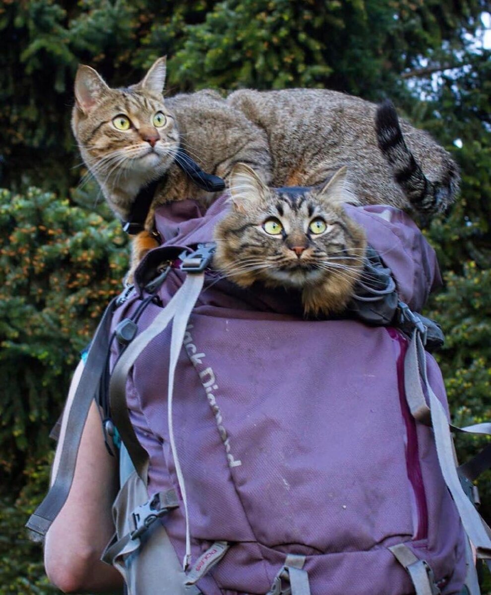 © adventrapets 