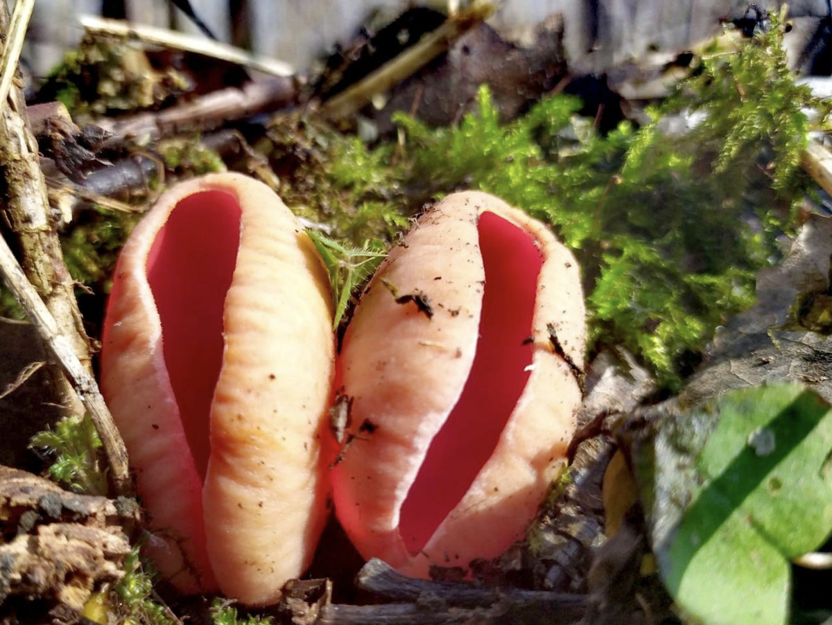 Фото Елена Ш.