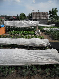  Мой участок в июне