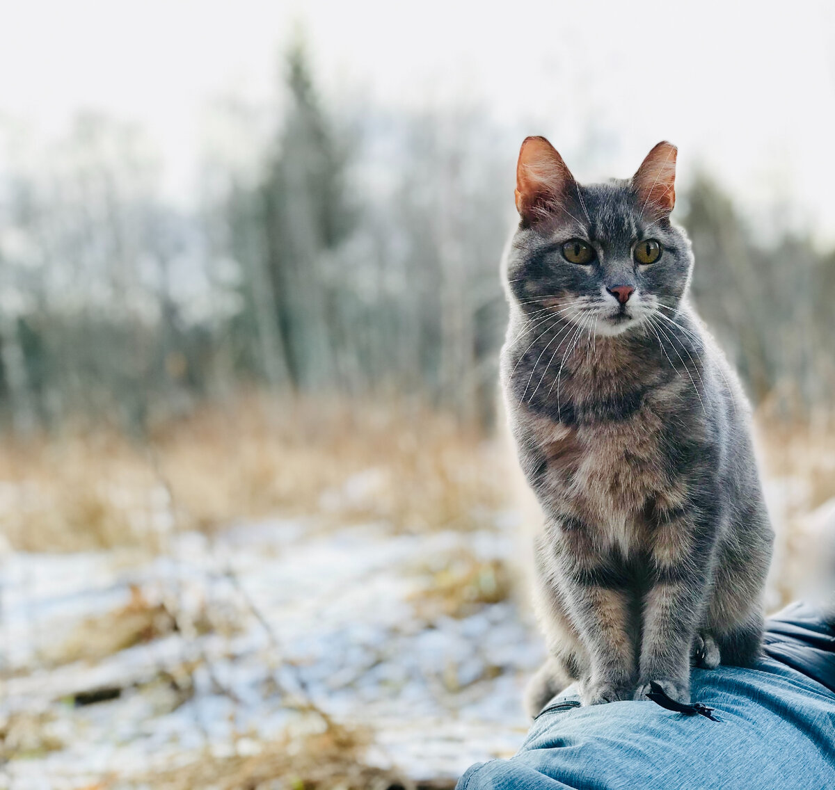 Кот и холод несовместимы | О котах | Дзен