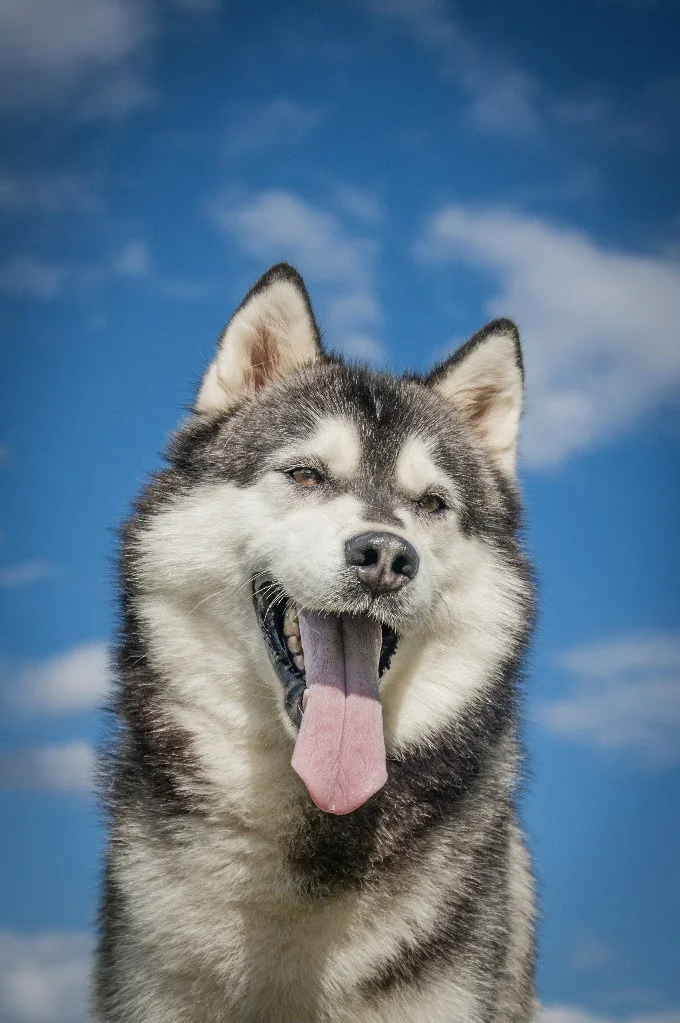 Знакомьтесь, Дон Карлеоне