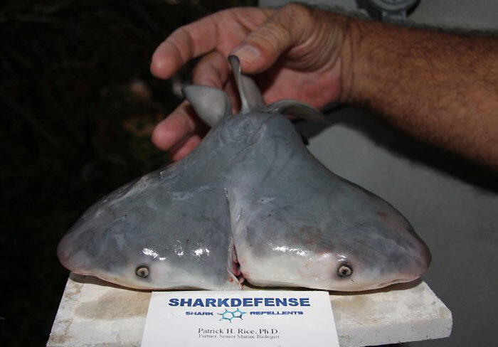 Источник: yandex.ru