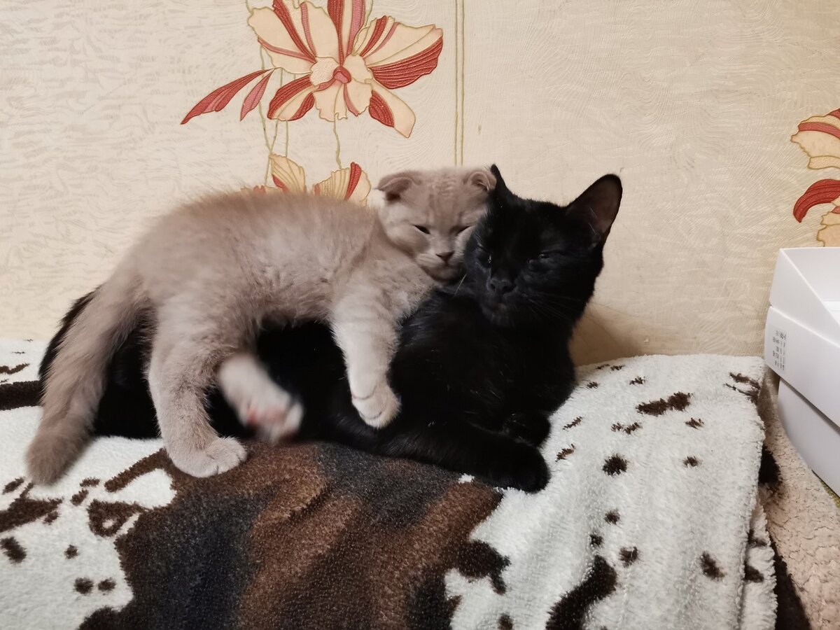 Настоящий друг - это не только сообщник и соучастник, но ещё и... грелка