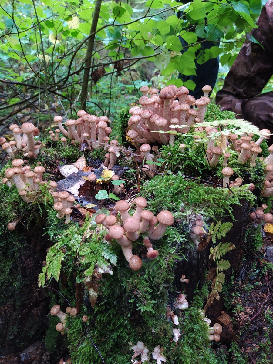 Счастье грибника выглядит так. 
