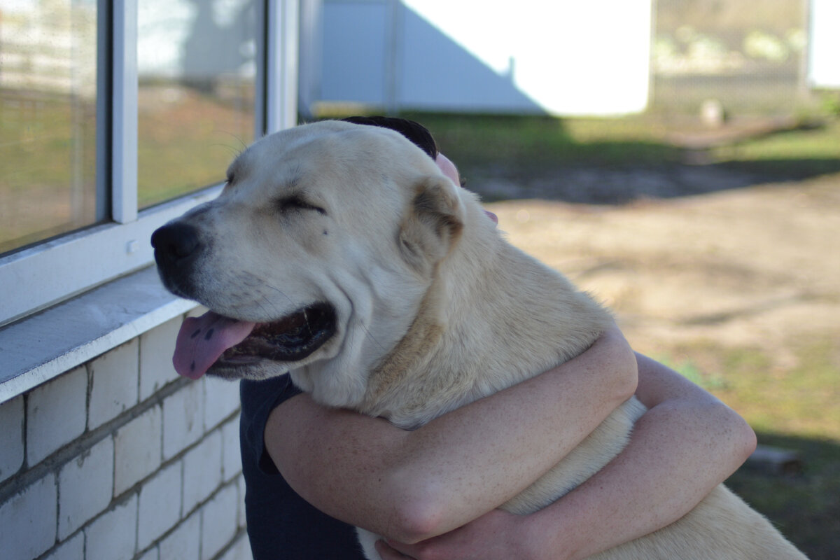 Мандрагора ( фото из личного архива)