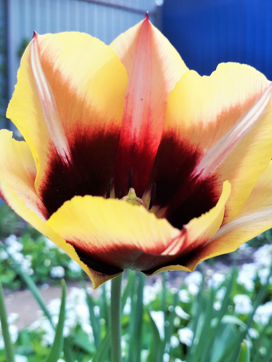 Тюльпаны в моем саду