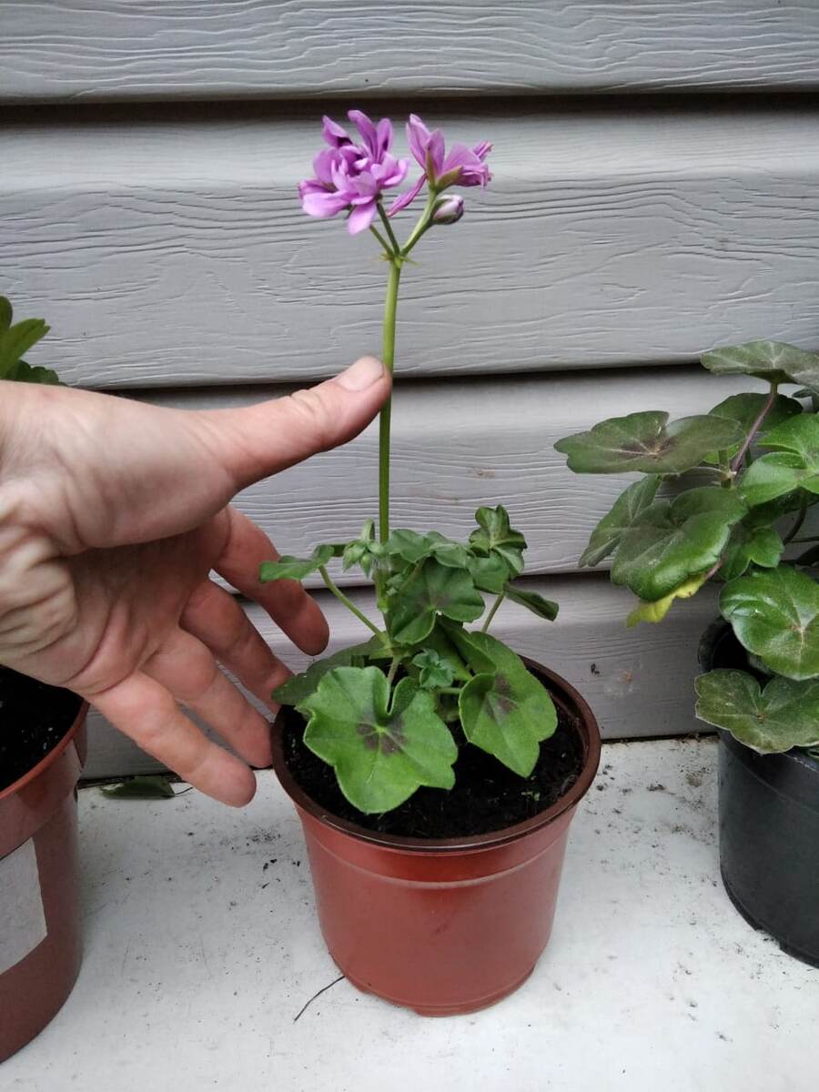 Рука для масштаба. 