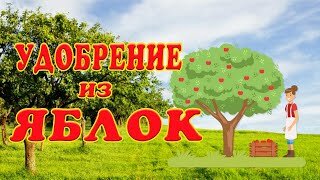 Такого у меня еще не было! Удобрение из падалицы.