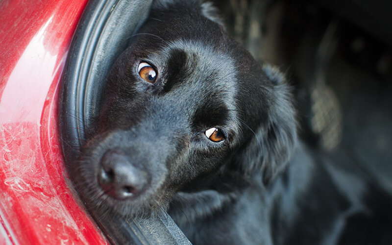 Никогда, ни при каких условиях не оставляйте свою собаку в запертой машине летом. Фото Vladimír Sládek/Pixabay 