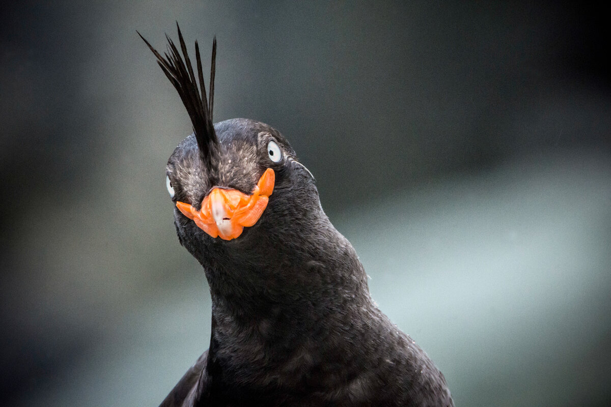 Без комментариев)))