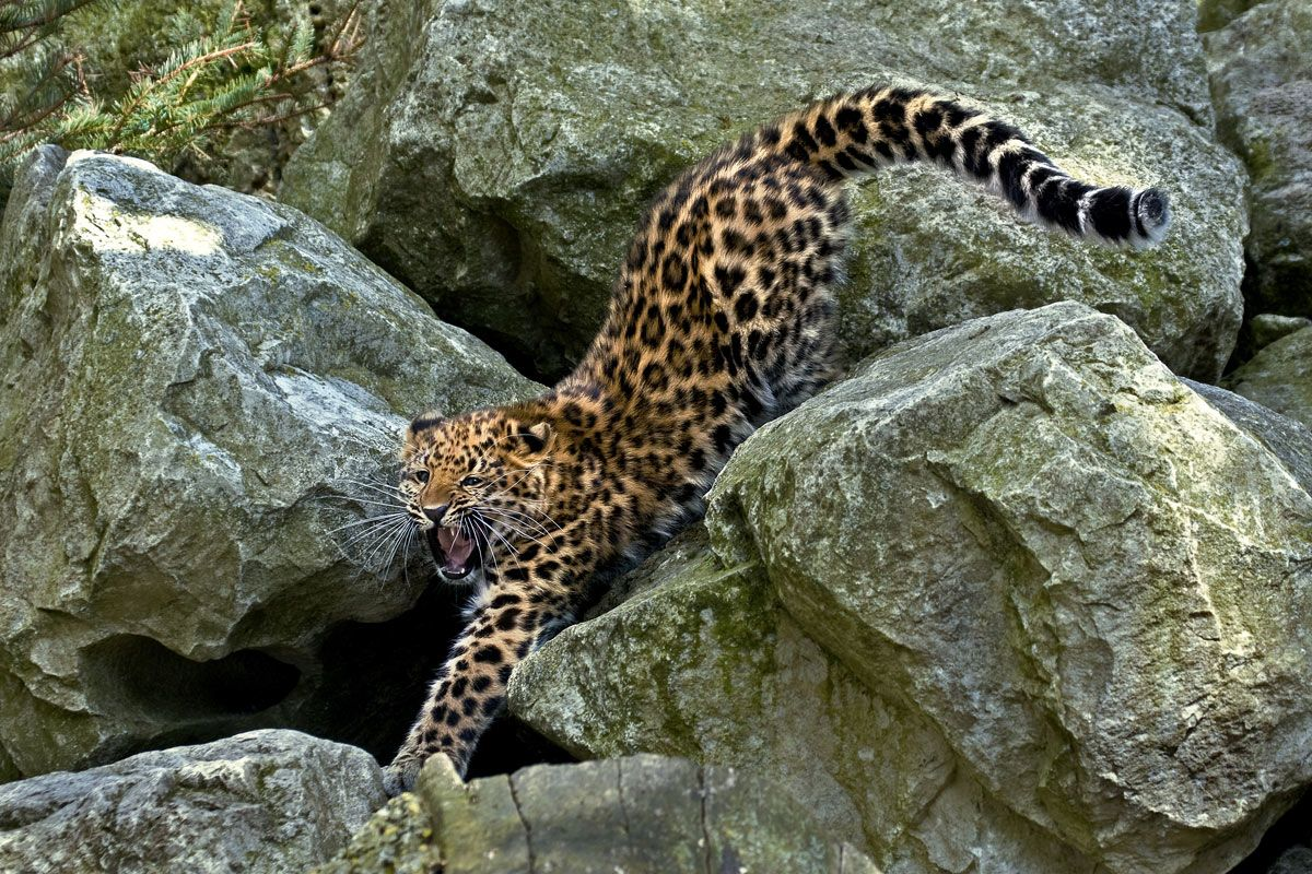 Опасные животные россии на английском. Дальневосточный леопард. Дальневосточный леопард (Амурский леопард). Дальневосточный леопард (Амурский Барс). Дальневосточный (Амурский) леопард (Panthera pardus orientalis).