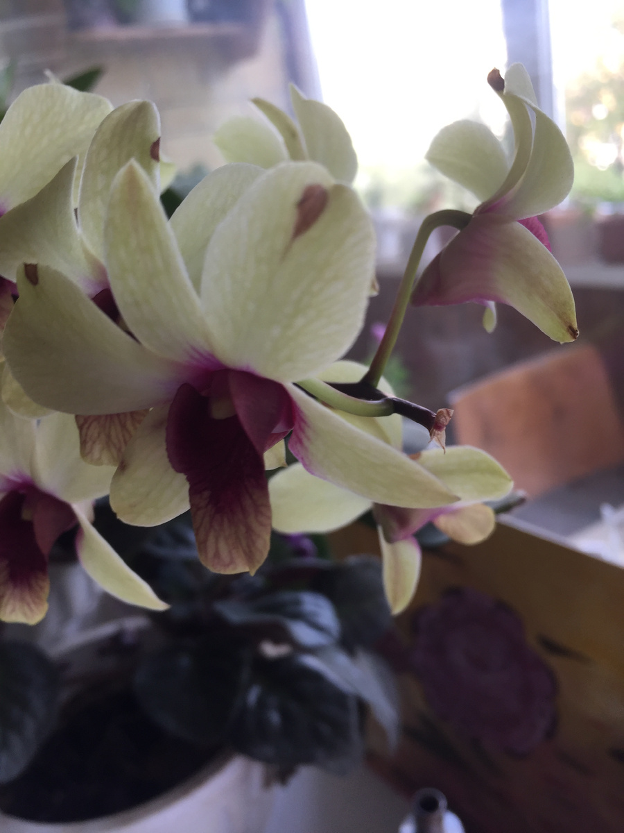 Фото автора. Здесь хорошо видно пустой кончик цветоноса, цветок отвалился