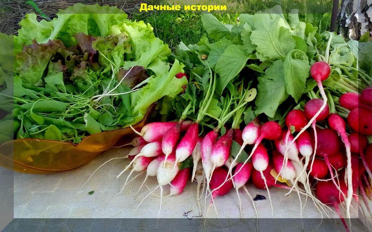 https://vk.com/photo-159774511_457248666