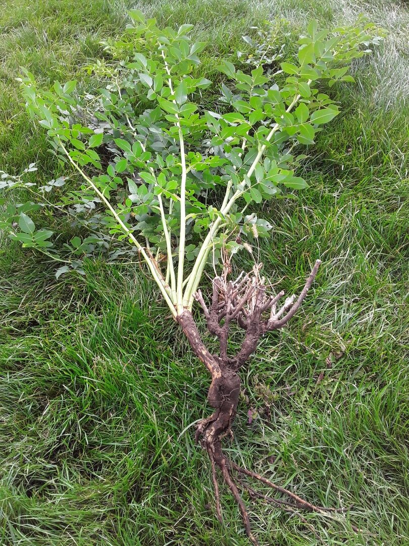 С июля шиповник вырос выше человеческого роста, а роза погибла