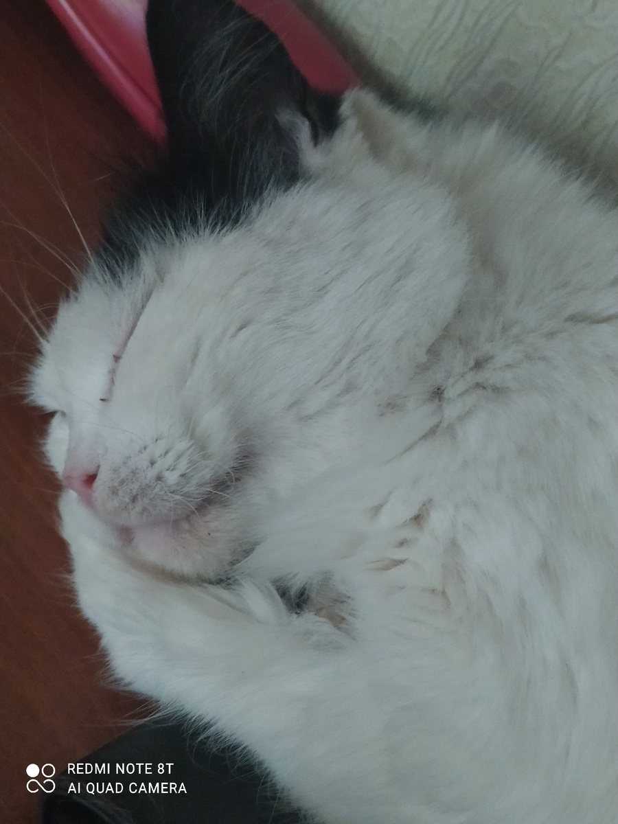 Дуся рядом на подушке