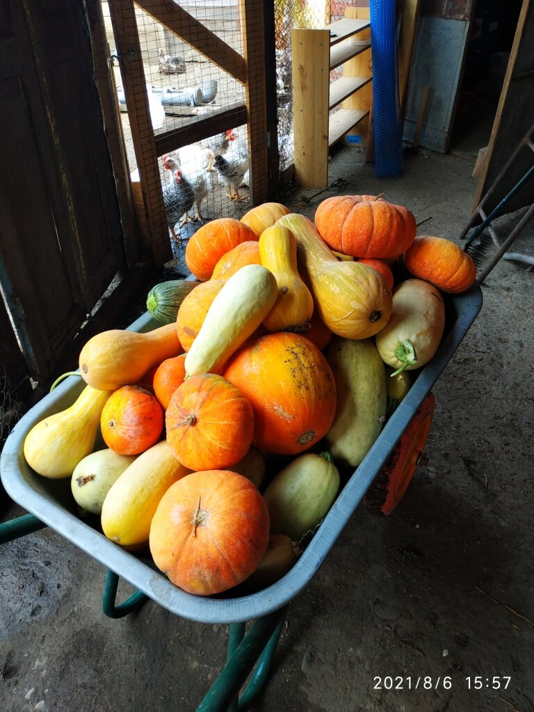 Урожай собираем тачками)