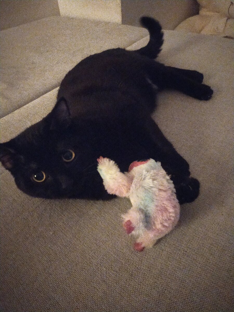 Мой Черныш. Добряк,старший кот