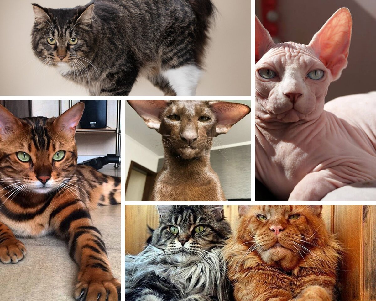 Эти кошки не для Вас