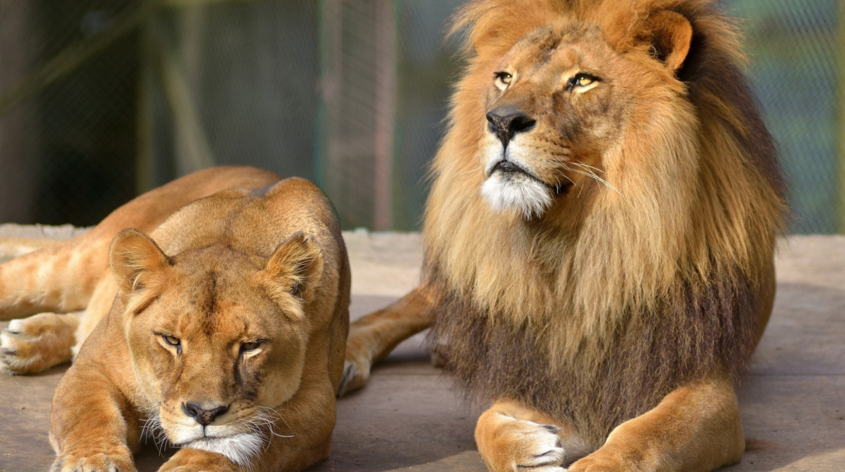 Фотография взята из свободного источника