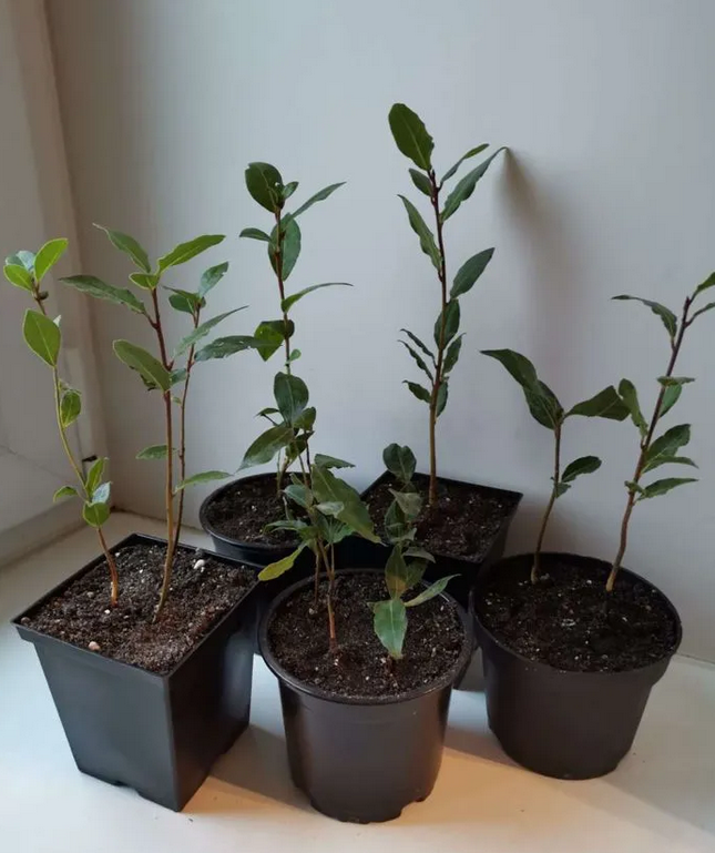 Укоренённые черенки после обрезки