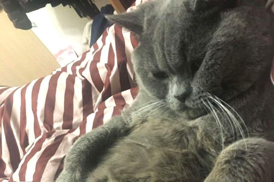 Кот Сяопи. Источник фото: https://carigold.com/forum/threads/terlalu-penat-mengawan-5-kucing-betina-1-malam-kucing-jantan-dimasukkan-air-glukosa.701628/
