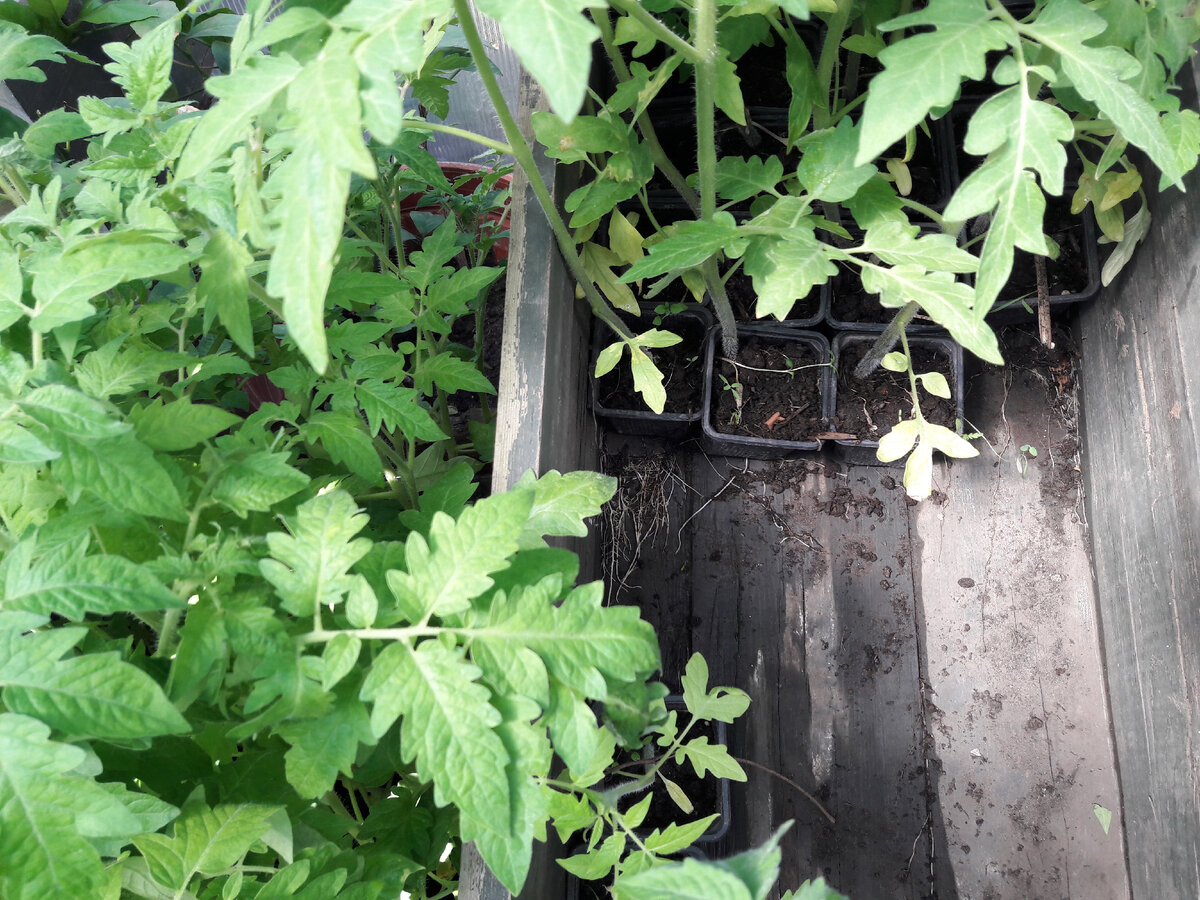 Переросшая рассада томатов.