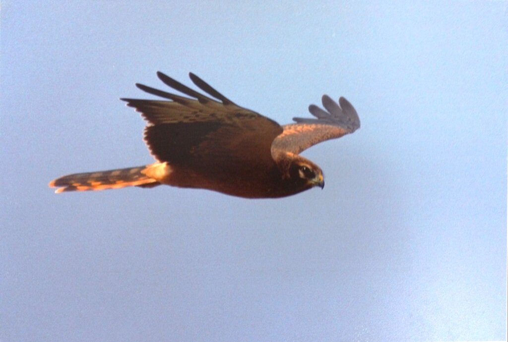 Мне сверху видно всё