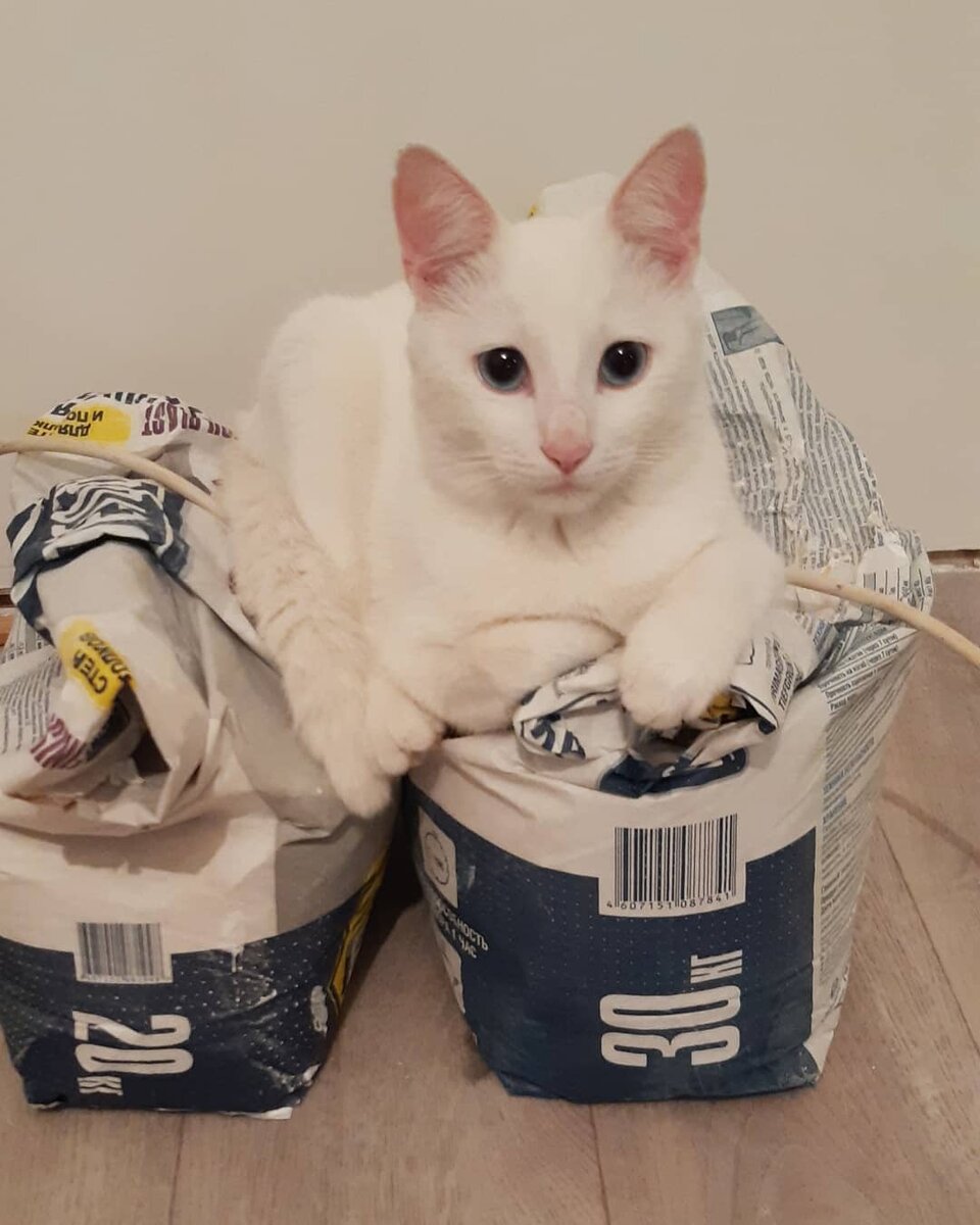 Котэ-охранник